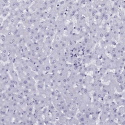 Invitrogen TRIM46 Polyclonal Antibody 100 &mu;L; Unconjugated:Antibodies,
