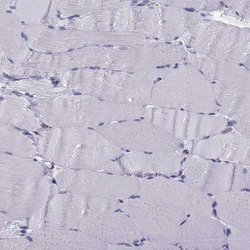 Invitrogen TRIM46 Polyclonal Antibody 100 &mu;L; Unconjugated:Antibodies,