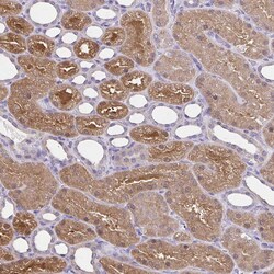 Invitrogen Thioredoxin 1 Polyclonal Antibody 100 &mu;L; Unconjugated:Antibodies,