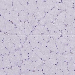 Invitrogen Thioredoxin 1 Polyclonal Antibody 100 &mu;L; Unconjugated:Antibodies,