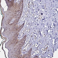 Invitrogen Thioredoxin 1 Polyclonal Antibody 100 &mu;L; Unconjugated:Antibodies,