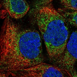 Invitrogen MTFR1 Polyclonal Antibody 100 &mu;L; Unconjugated:Antibodies,
