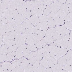 Invitrogen MINK1 Polyclonal Antibody 100 &mu;L; Unconjugated:Antibodies,