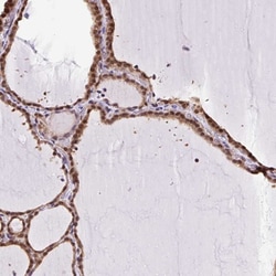 Invitrogen SGTA Polyclonal Antibody 100 &mu;L; Unconjugated:Antibodies,