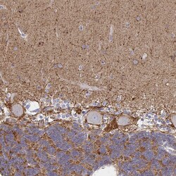 Invitrogen ATP1A3 Polyclonal Antibody 100 &mu;L; Unconjugated:Antibodies,