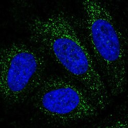 Invitrogen PBX4 Polyclonal Antibody 100 &mu;L; Unconjugated:Antibodies,