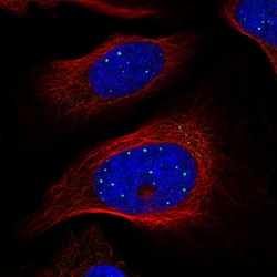Invitrogen GRF-1 Polyclonal Antibody 100 &mu;L; Unconjugated:Antibodies,