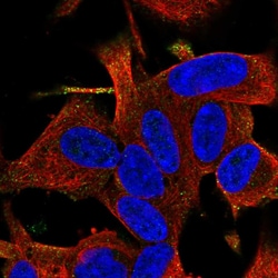 Invitrogen RGS17 Polyclonal Antibody 100 &mu;L; Unconjugated:Antibodies,