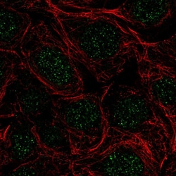 Invitrogen SRSF5 Polyclonal Antibody 100 &mu;L; Unconjugated:Antibodies,