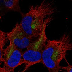 Invitrogen ZMAT4 Polyclonal Antibody 100 &mu;L; Unconjugated:Antibodies,