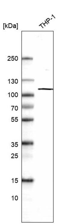 Invitrogen HK3 Polyclonal Antibody 100 &mu;L; Unconjugated:Antibodies,