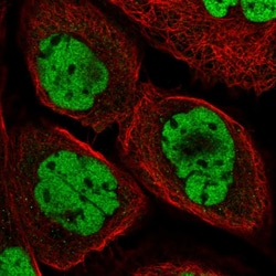 Invitrogen DPF2 Polyclonal Antibody 100 &mu;L; Unconjugated:Antibodies,