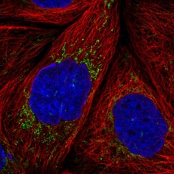Invitrogen MRPS36 Polyclonal Antibody 100 &mu;L; Unconjugated:Antibodies,