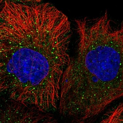 Invitrogen MRPL50 Polyclonal Antibody 100 &mu;L; Unconjugated:Antibodies,