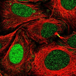 Invitrogen XPA Polyclonal Antibody 100 &mu;L; Unconjugated:Antibodies,