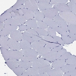 Invitrogen AP2 alpha Polyclonal Antibody 100 &mu;L; Unconjugated:Antibodies,