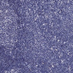 Invitrogen AP2 alpha Polyclonal Antibody 100 &mu;L; Unconjugated:Antibodies,