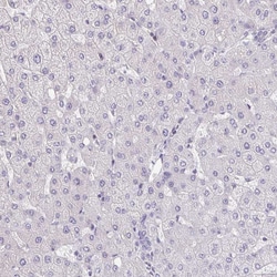 Invitrogen&trade;&nbsp;Drebrin Polyclonal Antibody