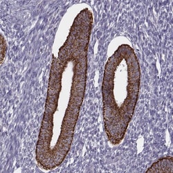 Invitrogen KMO Polyclonal Antibody 100 &mu;L; Unconjugated:Antibodies,
