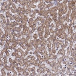 Invitrogen KMO Polyclonal Antibody 100 &mu;L; Unconjugated:Antibodies,