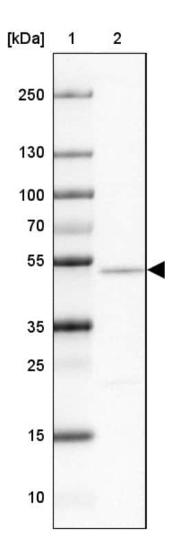 Invitrogen NAP1L2 Polyclonal Antibody 100 &mu;L; Unconjugated:Antibodies,