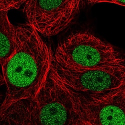 Invitrogen GINS2 Polyclonal Antibody 100 &mu;L; Unconjugated:Antibodies,