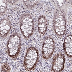 Invitrogen GINS2 Polyclonal Antibody 100 &mu;L; Unconjugated:Antibodies,