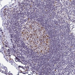 Invitrogen GINS2 Polyclonal Antibody 100 &mu;L; Unconjugated:Antibodies,