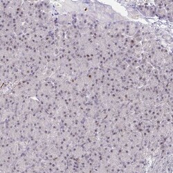 Invitrogen GINS2 Polyclonal Antibody 100 &mu;L; Unconjugated:Antibodies,