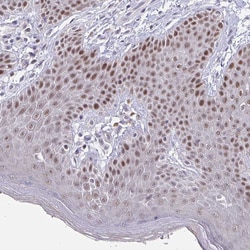 Invitrogen GINS2 Polyclonal Antibody 100 &mu;L; Unconjugated:Antibodies,