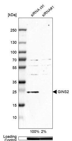 Invitrogen GINS2 Polyclonal Antibody 100 &mu;L; Unconjugated:Anticuerpos