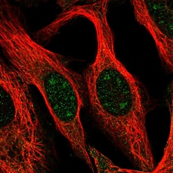 Invitrogen BCAS3 Polyclonal Antibody 100 &mu;L; Unconjugated:Antibodies,
