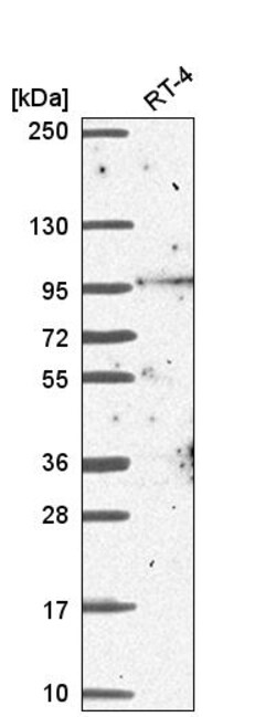 Invitrogen BCAS3 Polyclonal Antibody 100 &mu;L | Buy Online | Invitrogen&trade; | Fisher Scientific