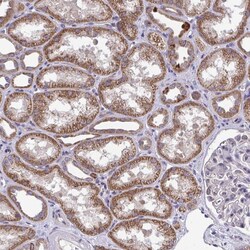 Invitrogen XAF1 Polyclonal Antibody 100 &mu;L; Unconjugated:Anticuerpos