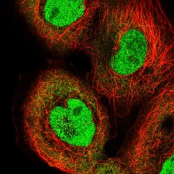 Invitrogen IRF2 Polyclonal Antibody 100 &mu;L; Unconjugated:Antibodies,