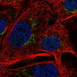Invitrogen MAN1A2 Polyclonal Antibody 100 &mu;L; Unconjugated:Antibodies,