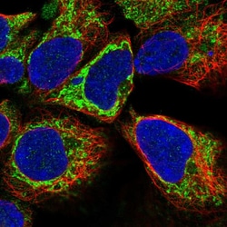 Invitrogen KLHL29 Polyclonal Antibody 100 &mu;L; Unconjugated:Antibodies,