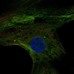 Invitrogen MPP4 Polyclonal Antibody 100 &mu;L; Unconjugated:Antibodies,