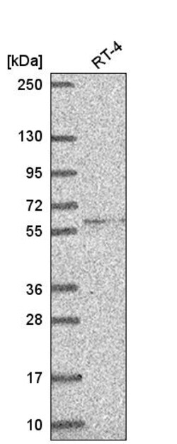 Invitrogen Cerebral Protein 1 Polyclonal Antibody 100 &mu;L | Buy Online | Invitrogen&trade; | Fisher Scientific