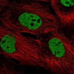 Invitrogen PPRC1 Polyclonal Antibody 100 &mu;L; Unconjugated:Antibodies,