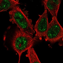 Invitrogen Cyclin L1 Polyclonal Antibody 100 &mu;L; Unconjugated:Antibodies,