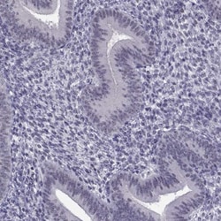 Invitrogen MED26 Polyclonal Antibody 100 &mu;L; Unconjugated:Antibodies,