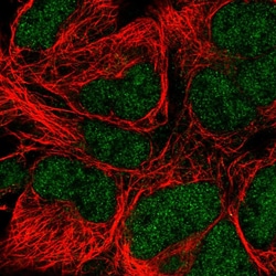Invitrogen POLE Polyclonal Antibody 100 &mu;L; Unconjugated:Antibodies,