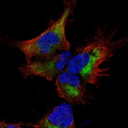 Invitrogen SESTD1 Polyclonal Antibody 100 &mu;L; Unconjugated:Antibodies,