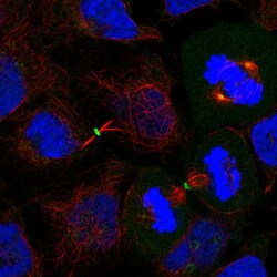 Invitrogen DVL3 Polyclonal Antibody 100 &mu;L; Unconjugated:Antibodies,