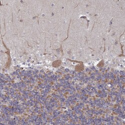 Invitrogen DVL3 Polyclonal Antibody 100 &mu;L; Unconjugated:Antibodies,