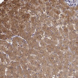 Invitrogen BHMT Polyclonal Antibody 100 &mu;L; Unconjugated:Antibodies,