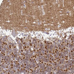 Invitrogen SIRP alpha Polyclonal Antibody 100 &mu;L; Unconjugated:Antibodies,