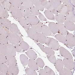 Invitrogen STAT3 Polyclonal Antibody 100 &mu;L; Unconjugated:Antibodies,