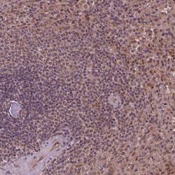 Invitrogen STAT3 Polyclonal Antibody 100 &mu;L; Unconjugated:Antibodies,